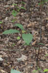 Southern spicebush <BR>Pondberry